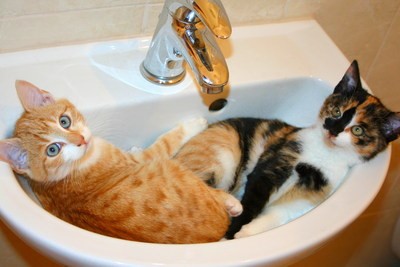 Chats