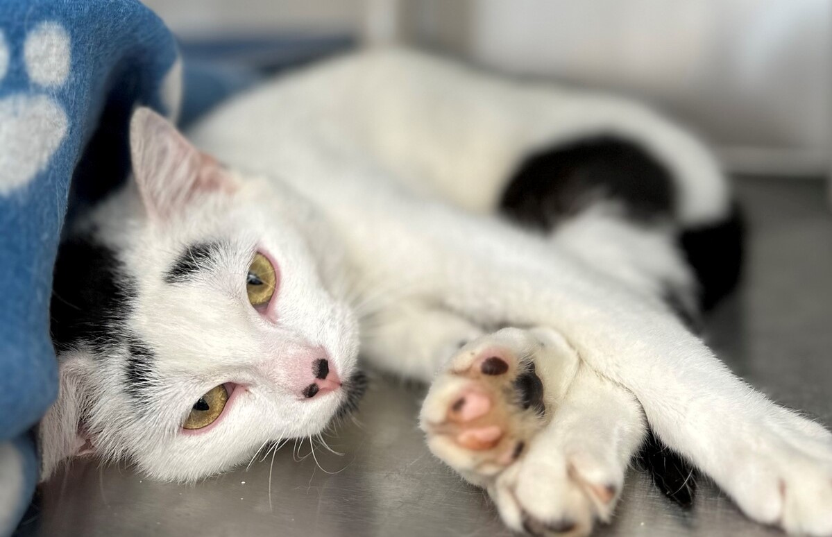 Chat SPA de Québec